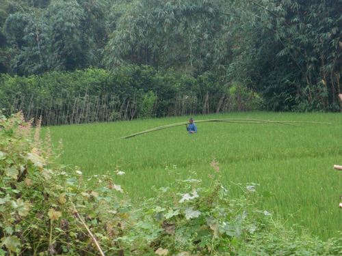 Family member bringing dried bamboo stock into the compound.